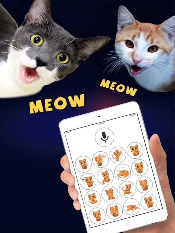 Human to Cat Translator game screenshot