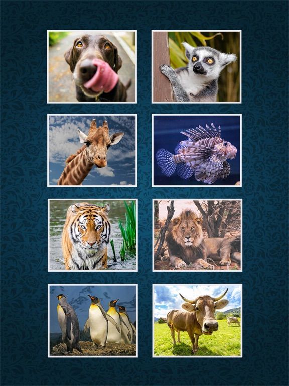 Jump Ball Puzzles App Screenshot